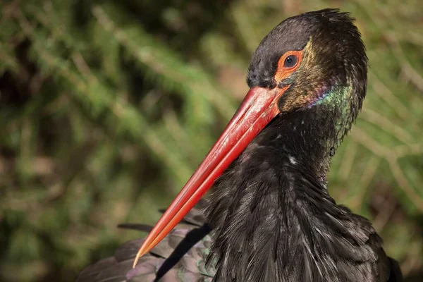 Black Stork Bird Portrait Captive — Foto de Stock