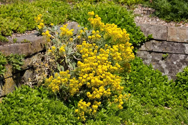 Alyssum, rock garden plant, North Rhine-Westphalia, Germany, Europe