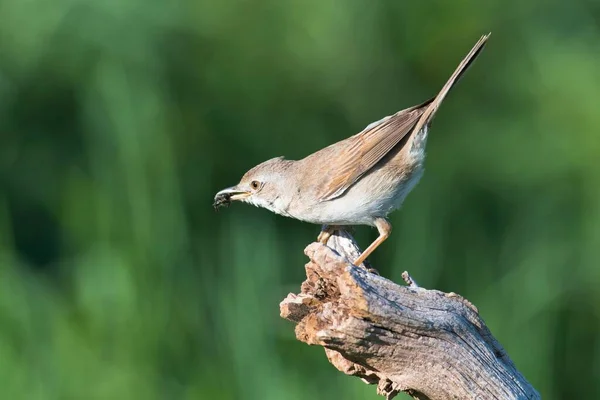 Common Whitethroat Sitting Prey Branch Emsland Lower Saxony Germany Europe — Zdjęcie stockowe