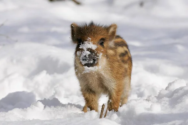 Wild Boar Sus Scrofa Young Boar Piglet — Stock Photo, Image