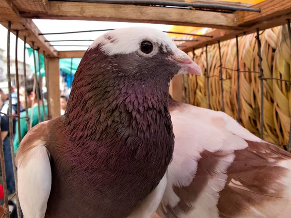 Pombos Uma Gaiola Mercado Pássaros Antakya Turquia Ásia — Fotografia de Stock