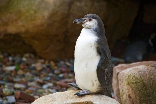 Pingwin Magellański Spheniscus Magellanicus — Zdjęcie stockowe