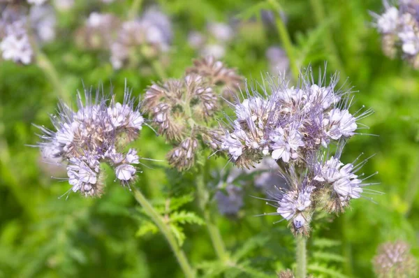 Phacelia Phacelia Tanacetifolia Used Organic Fertilizer Green Dung Acre —  Fotos de Stock