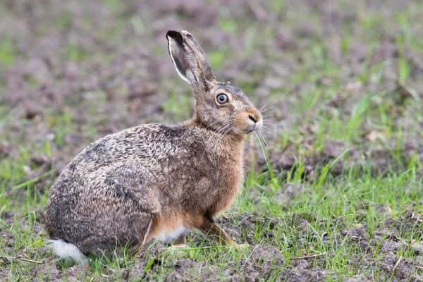 European Hare Meadow Emsland Lower Saxony Germany Europe — Stock Photo, Image