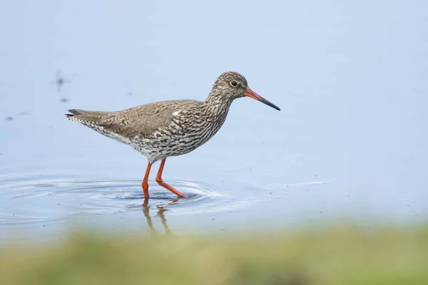 Redshank Mudflat Langeoog East Frisia Lower Saxony Germany Europe — Stockfoto