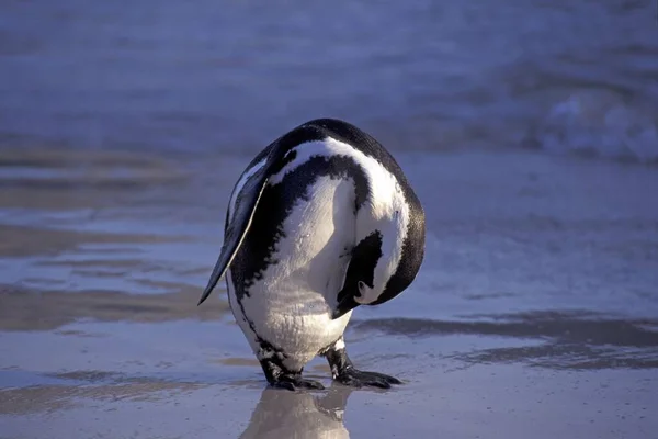 Pingvin Boulders Beach Simonstown Meghajol Dél Afrikában — Stock Fotó