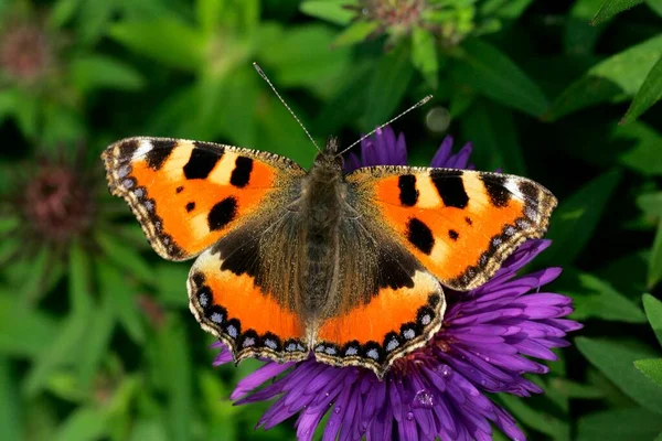 Small Tortoiseshell Aglais Urticae Nettle Butterfly Releasable Germany Europe — Stock Photo, Image