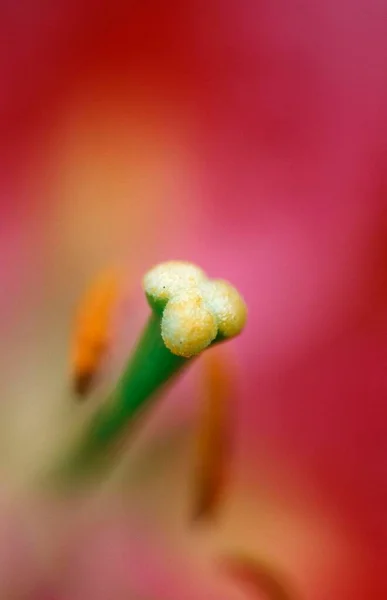 Daylily Flower Detail Hemerocallis Hybrid — Φωτογραφία Αρχείου