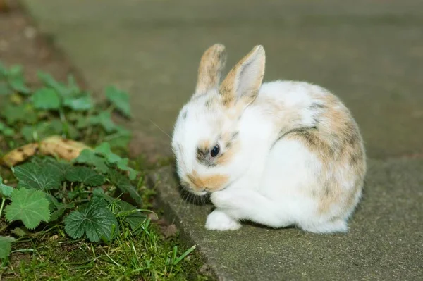 Dwarf Rabbit Three Weeks Old Sitting Ground — стоковое фото