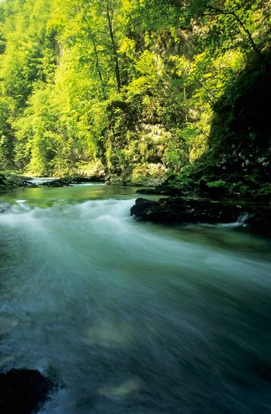 Radovna River Vintgar Gorge Gorenjska Region Slovenia Europe — ストック写真
