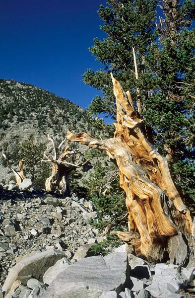 Bristlecone Pine Glacier Valley Great Basin National Park Nevada Usa — Stock Photo, Image