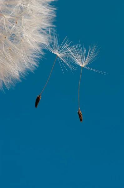 Nasiona Mniszka Lekarskiego Nadrenia Północna Westfalia Niemcy Taraxacum Officinale — Zdjęcie stockowe