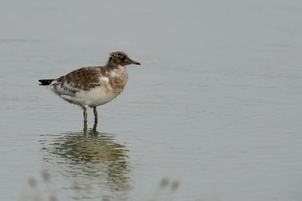 Gaviota Cabeza Negra Larus Ridibundus Polluelo Juvenil Texel Países Bajos — Foto de Stock