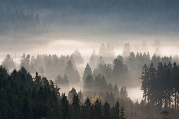 Forest Morning Fog Black Forest Breisgau Black Forest Baden Wuerttemberg — стоковое фото
