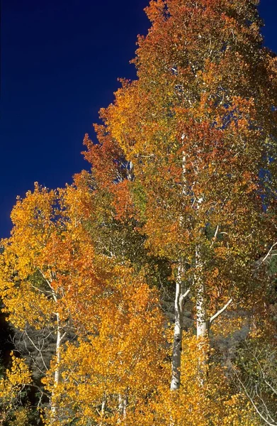 Fall Coloured Aspen Rocky Mountains Utah Usa North America — Fotografia de Stock