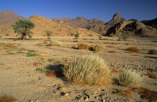 Akazienbäume Einem Trockenen Tal Des Jebel Uweinat Jabal Awaynat Libyen — Stockfoto