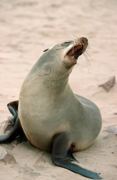 South African Fur Seal Arctocephalus Pusillus Female Cape Cross Pygmy — Stok fotoğraf