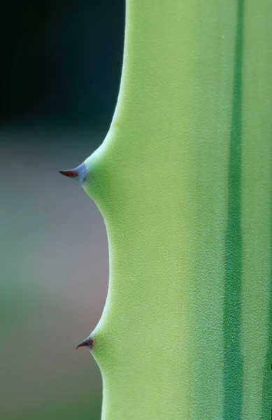 Agave Bladdetail Met Doornen Agave Spec — Stockfoto
