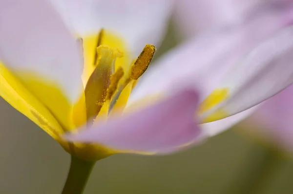 Wild Tulip Blossom Detail Tulipa Kaufmanniana Hybride — Stock Photo, Image
