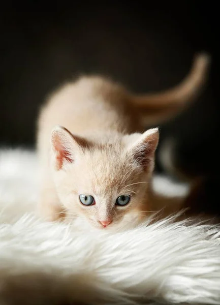 Kitten Weeks Standing Sofa — Zdjęcie stockowe