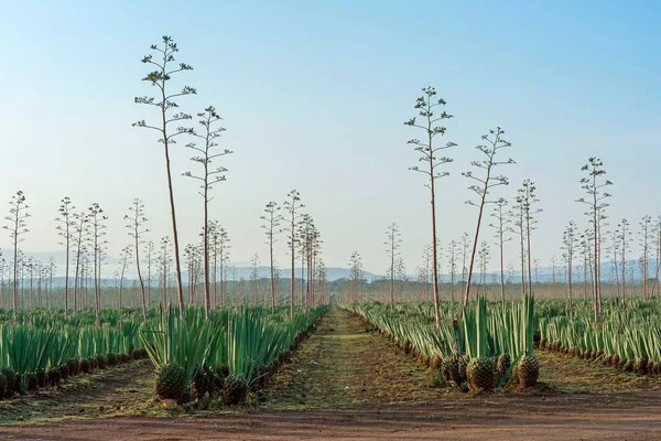 Sisal Agave Agave Sisalana Plantation Kenya Africa — Stock Photo, Image