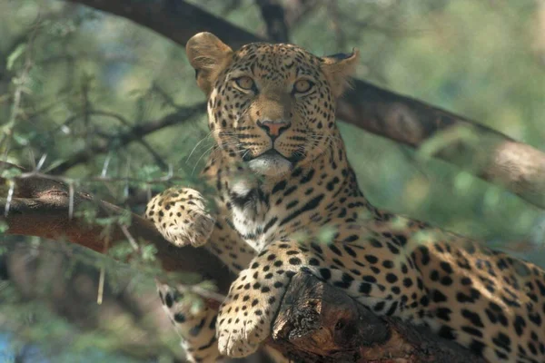 Leopard Namibia Panthera Pardus — 스톡 사진