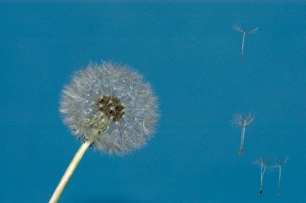 Dandelion Flower Blue Sky Flora Concept — Φωτογραφία Αρχείου
