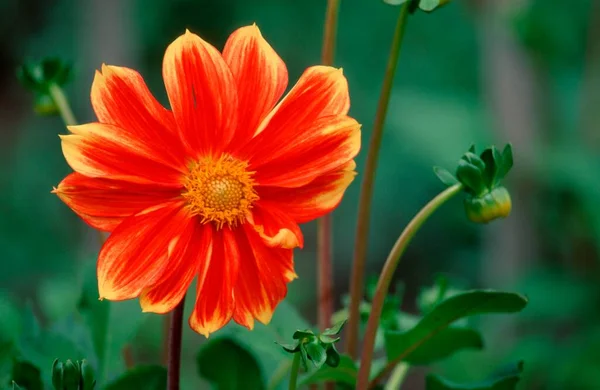 Dahlia Dahlia Cultivar Cultivar Loki Dahlia Flowering Schleswig Holstein Germany — Stok fotoğraf