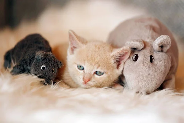 Kitten Weeks Lying Sofa Soft Toys — Zdjęcie stockowe
