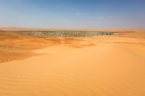 Artificial Forest Desert Hamam Rub Khali Empty Quarter United Arab — Stock Photo, Image