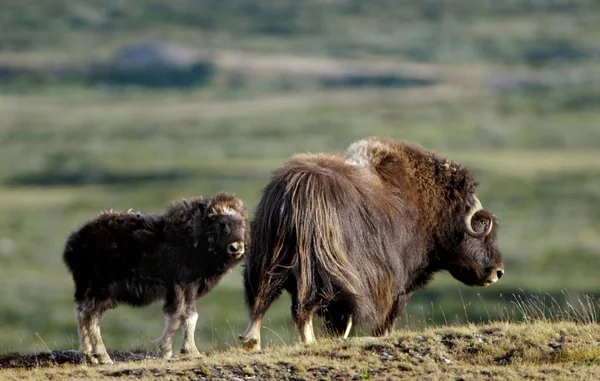 Musk Ovibos Moschatus Cow Calv Nationalpark Dovrejell Norway Europe — Φωτογραφία Αρχείου