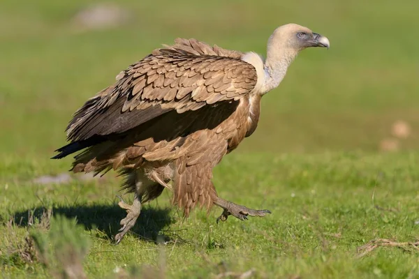 Griffon Vulture Gyps Fulvus Adult Walking Meadow Extremadura Spain Europe — Zdjęcie stockowe