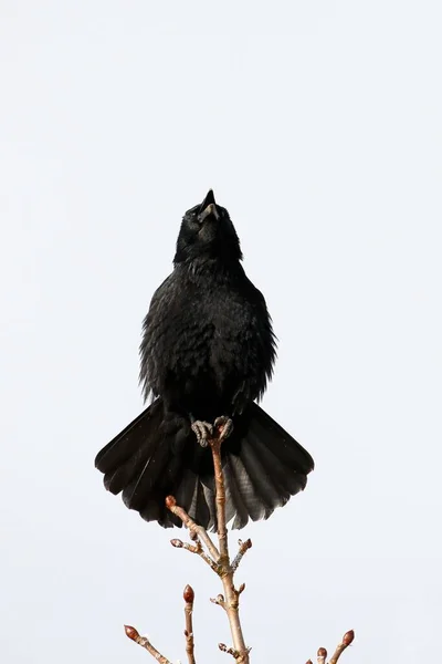 Calling Carrion Crow Sitting Tree Schleswig Holstein Germany Europe — Stock Photo, Image