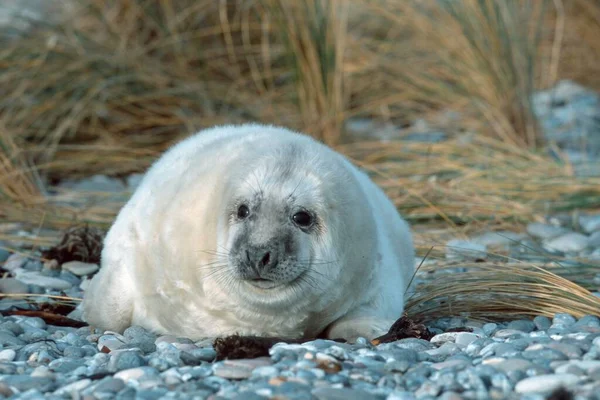 Grey Seal Pup Helgoland Schleswig Holstein Germany Halichoerus Grypus — 图库照片