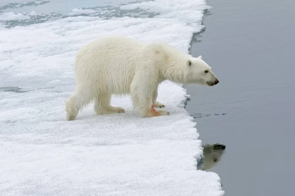 Oso Polar Ursus Maritimus Hembra Caminando Sobre Hielo Archipiélago Svalbard — Foto de Stock