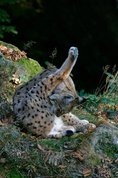 Ryś Eurazjatycki Lynx Lynx — Zdjęcie stockowe