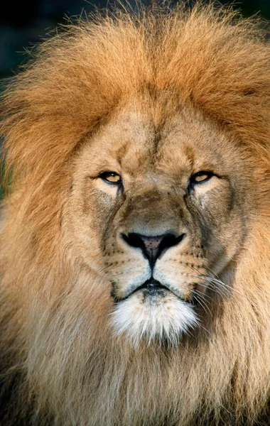 African Lion Panthera Leo Male Lion — Stockfoto