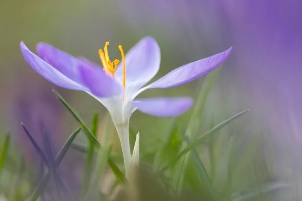 Blooming Crocus Crocus Spring Hessen Germany Europe — 图库照片