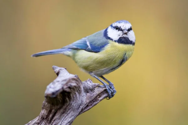 Blue Tit Perched Sitting Branch — Stock fotografie