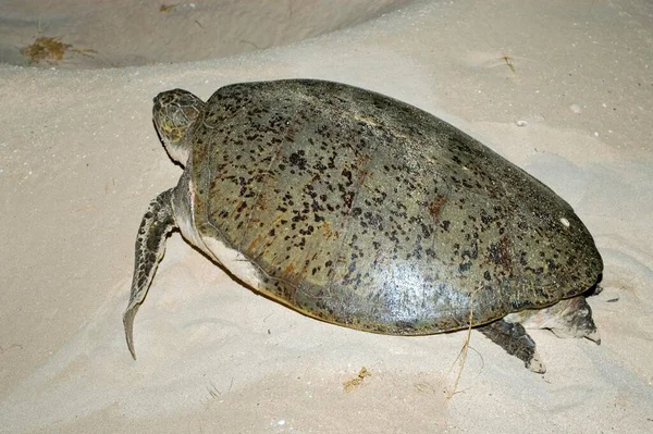 Зеленая Черепаха Пляже Национального Парка Кейп Рейндж Морской Парк Рифа — стоковое фото