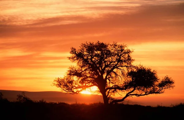 Camelthorn Tree Acacia Erioloba Sunrise Sossusvlei Namib Naukluft Park Namibia — Stock Photo, Image