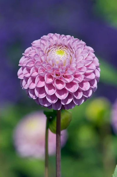 Dahlia Flower Close View Summer Concept — Stock Photo, Image