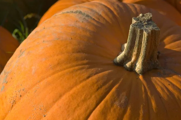 Pile Large Orange Cucurbits Gourds — 스톡 사진