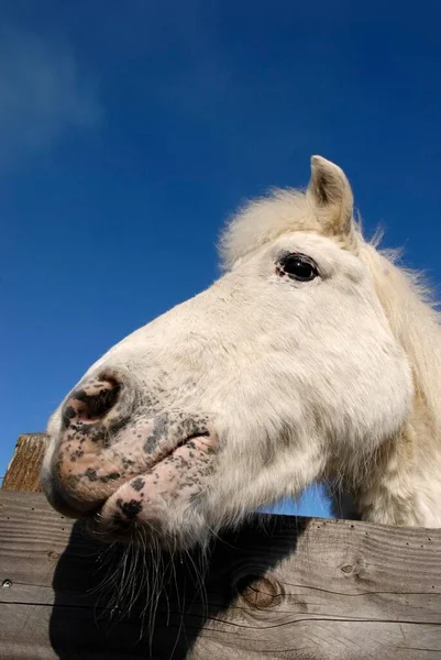 Horse White Horse Portrait — Zdjęcie stockowe