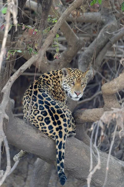 Young Jaguar Panthera Onca Tree Cuiaba River Pantanal Mato Grosso — 스톡 사진