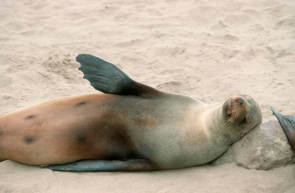 South African Fur Seal Cape Cross Namibia Arctocephalus Pusillus — 图库照片