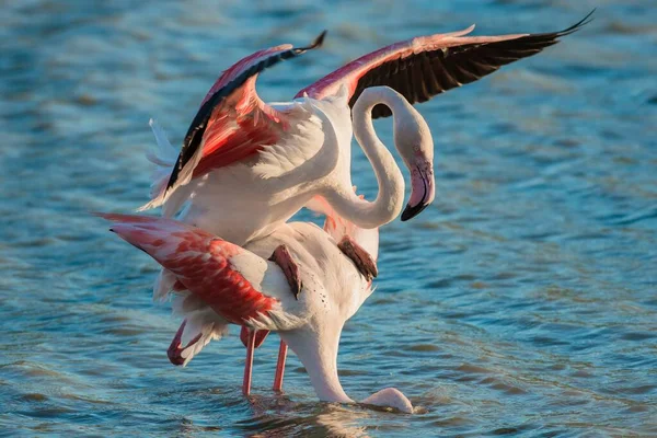 Großer Flamingo Phoenicopterus Roseus Paarung Copula Camargue Südfrankreich Frankreich Europa — Stockfoto