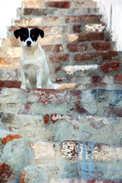 Little dog at the stairs, Oia, Santorini, Cyclades, Aegean Sea, Greece, Europe