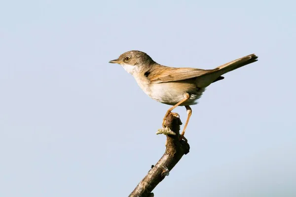 Κοινή Whitethroat Κάθεται Υποκατάστημα Emsland Κάτω Σαξονία Γερμανία Ευρώπη — Φωτογραφία Αρχείου