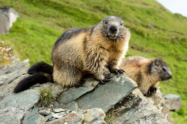Marmot High Tauern National Park Nationalpark Hohe Tauern Grossglockner High —  Fotos de Stock